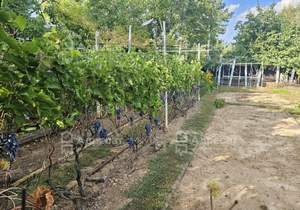 Дом 92м², 1-этажный, участок 7 сот.