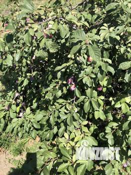 Дом 30м², 1-этажный, участок 8 сот.