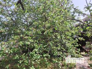 Дом 20м², 1-этажный, участок 4 сот.