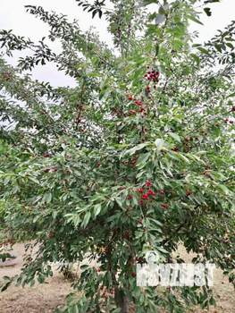 Дом 12м², 1-этажный, участок 6 сот.