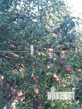 Дом 27м², 1-этажный, участок 13 сот.