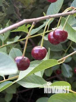 Дом 133м&sup2;, 2-этажный, участок 5 сот.  