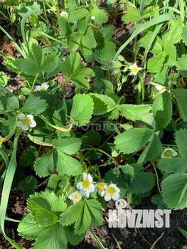 Дом 30м², 2-этажный, участок 6 сот.  