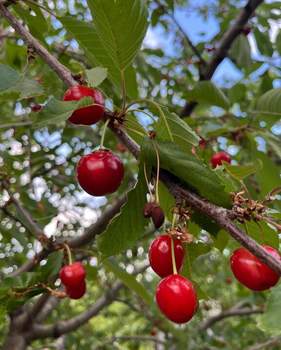 Дом 26м&sup2;, 1-этажный, участок 6 сот.  