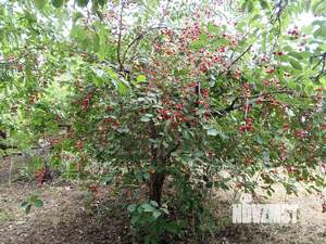 Дом 25м², 1-этажный, участок 6 сот.  