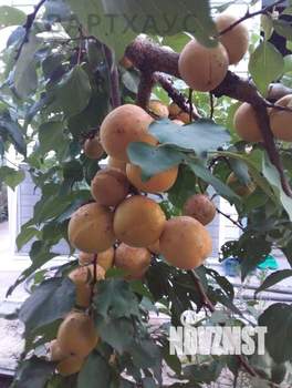 Дом 31м², 2-этажный, участок 6 сот.  