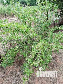 Дом 12м², 1-этажный, участок 6 сот.  