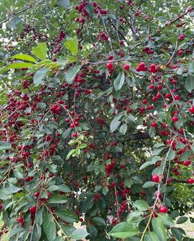 Дом 26м&sup2;, 1-этажный, участок 6 сот.  