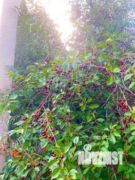 Дом 68м², 2-этажный, участок 3 сот.  