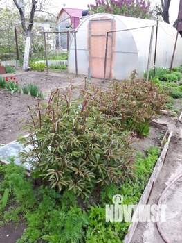 Дом 50м², 1-этажный, участок 6 сот.  