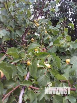 Дача 31м², 2-этажный, участок 6 сот.  