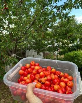 Дом 26м&sup2;, 1-этажный, участок 6 сот.  